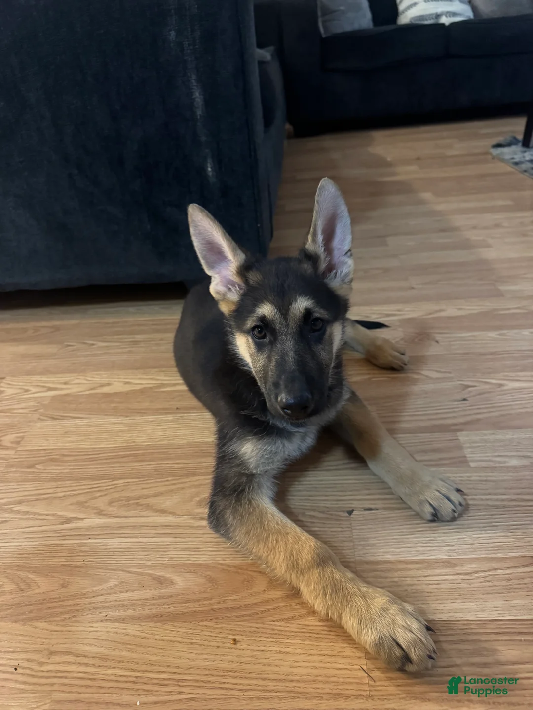 German Shepherd dogs for sale: German Shepherd Female - Ad 2