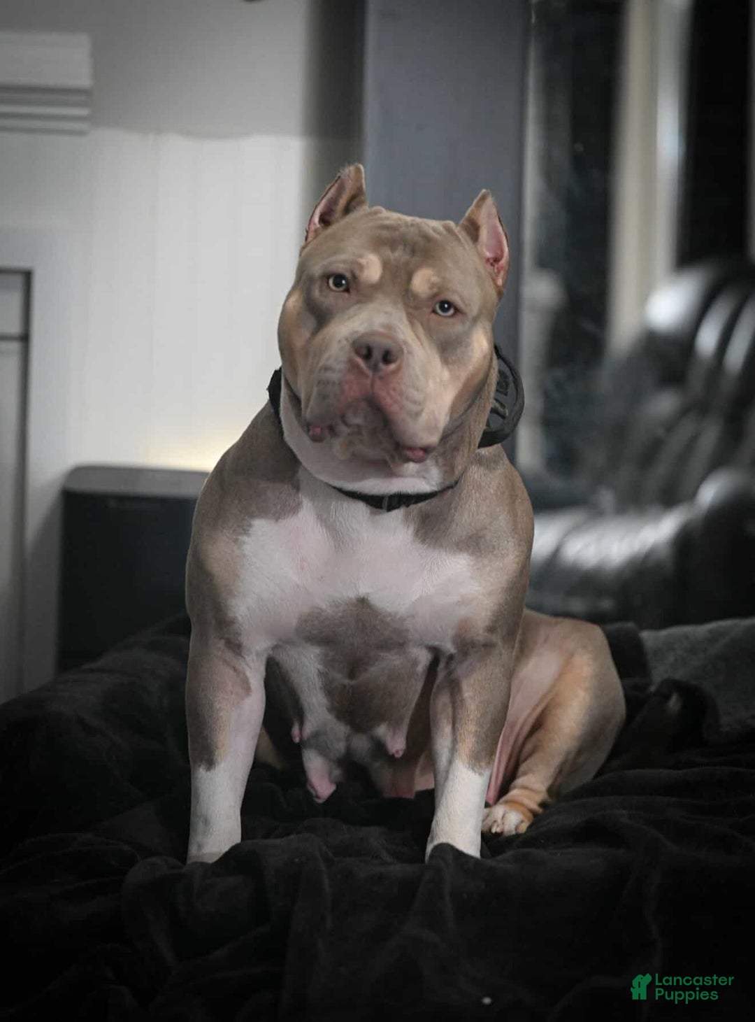 American Bully dogs for sale:  Xl American Bully Puppy 1 - Merle  - Ad 2