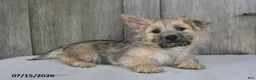 Cairn Terrier dogs for sale: Alex - Ad 4