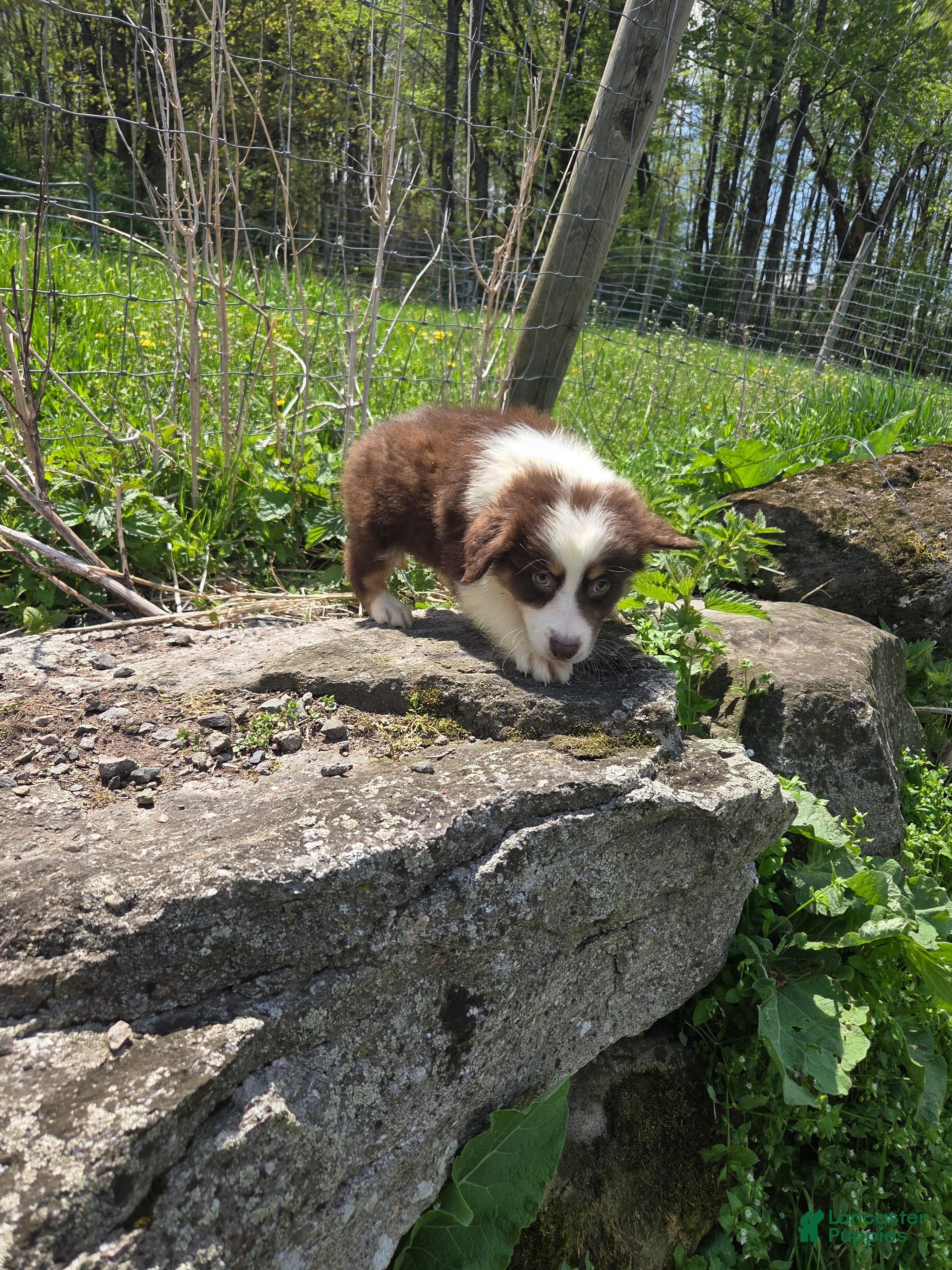 Australian Shepherd dogs Trinket - Ad 38