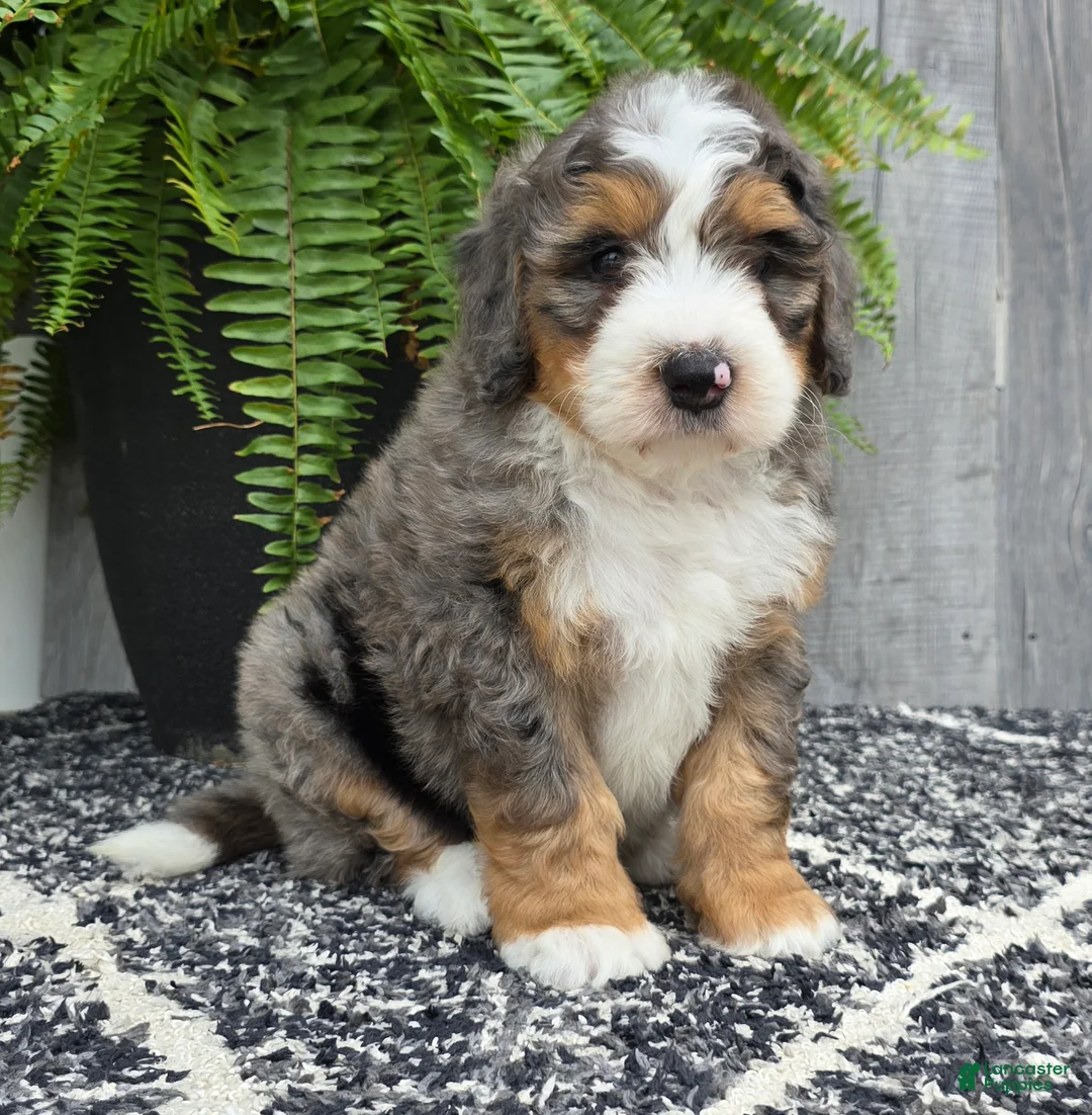 Mini Bernedoodle dogs for sale: Mini Ace - Ad 2