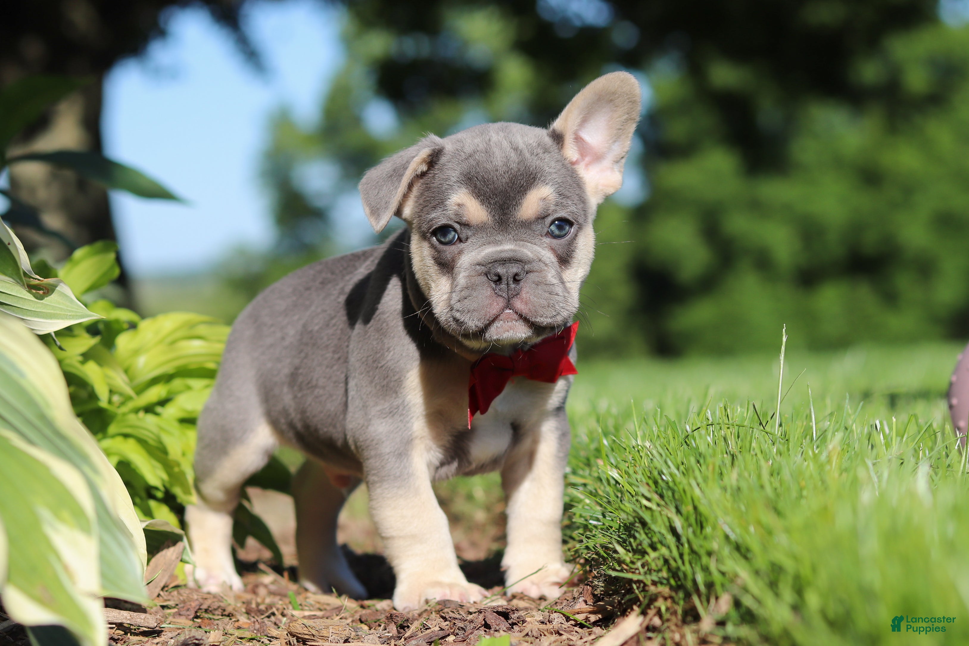 French Bulldog dogs for sale: Parker - Ad 7