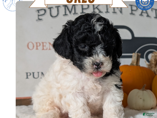 Miniature Poodle dogs - Ad 35