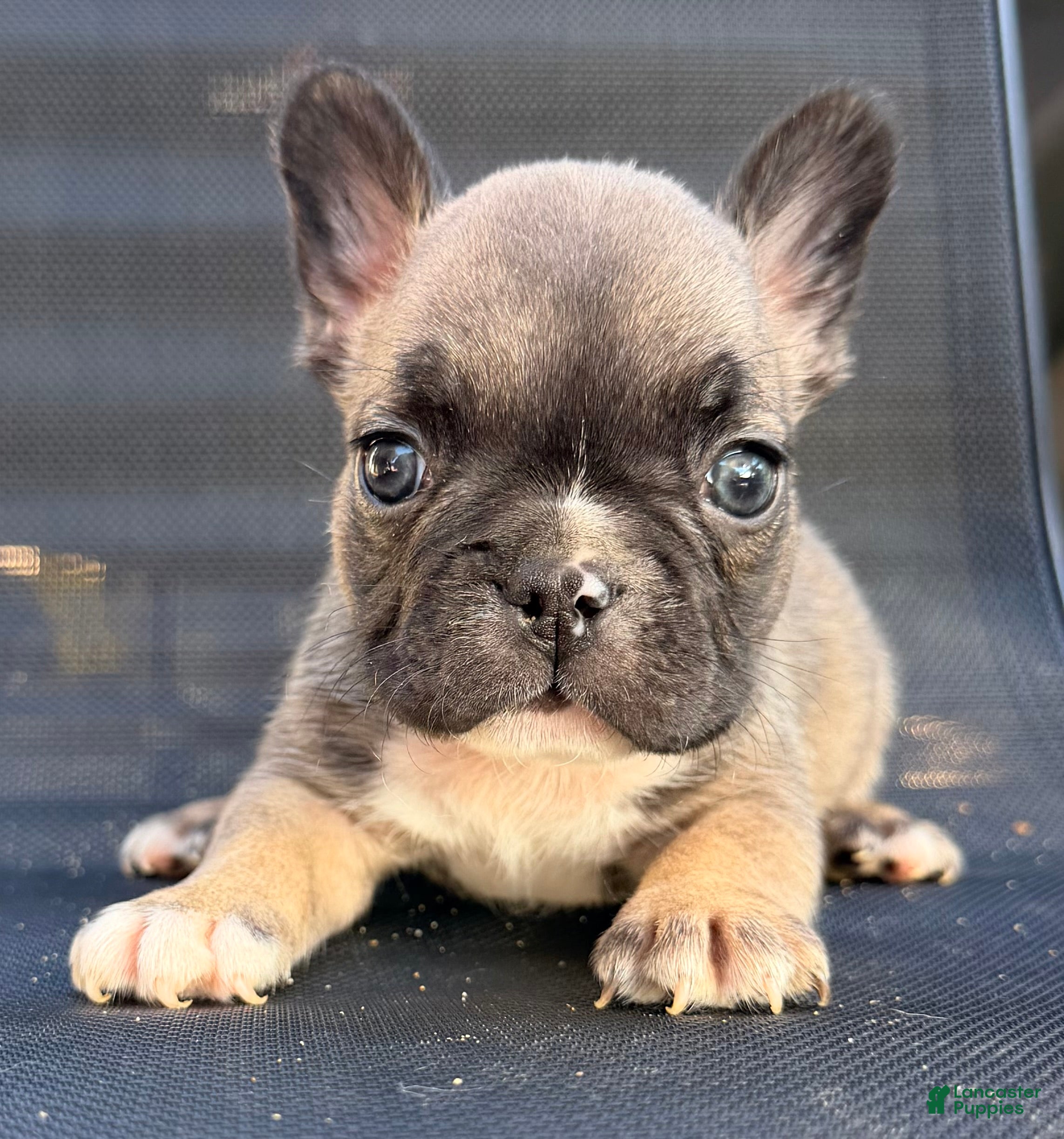 French Bulldog dogs Stew - Ad 1