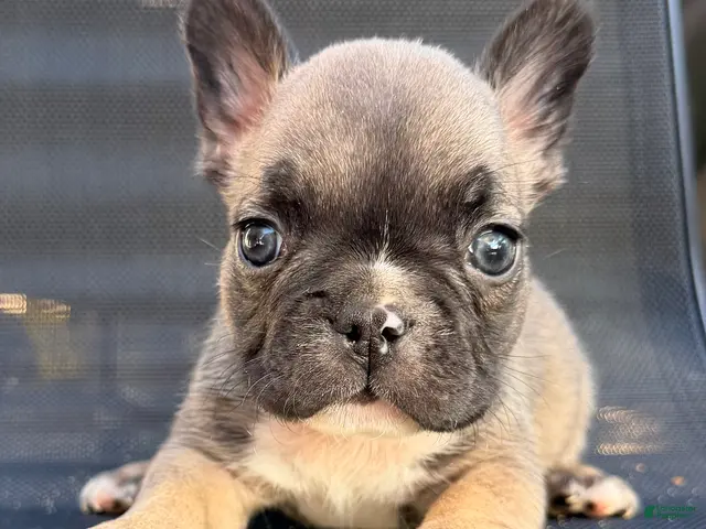French Bulldog dogs for sale: Stew - Ad 34
