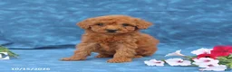 Mini Goldendoodle dogs for sale: Princess - Ad 4