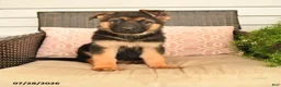 German Shepherd dogs for sale: Snickers - Ad 1