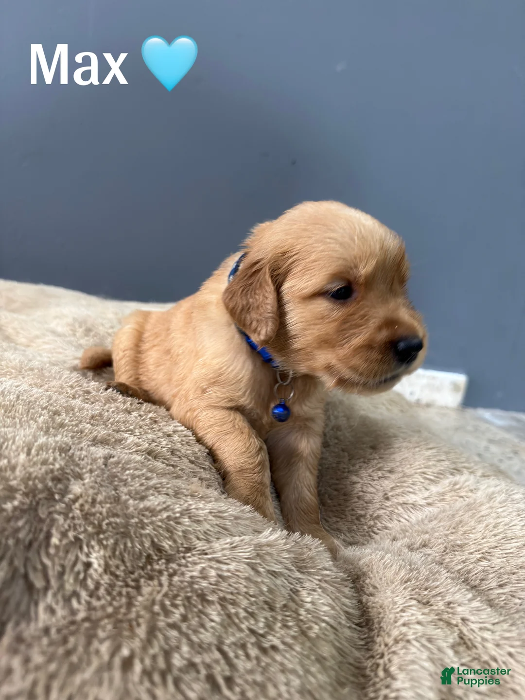 Golden Retriever dogs for sale: Max 🩵 - Ad 1