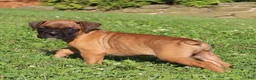 Boxer dogs for sale: Otis - Ad 13