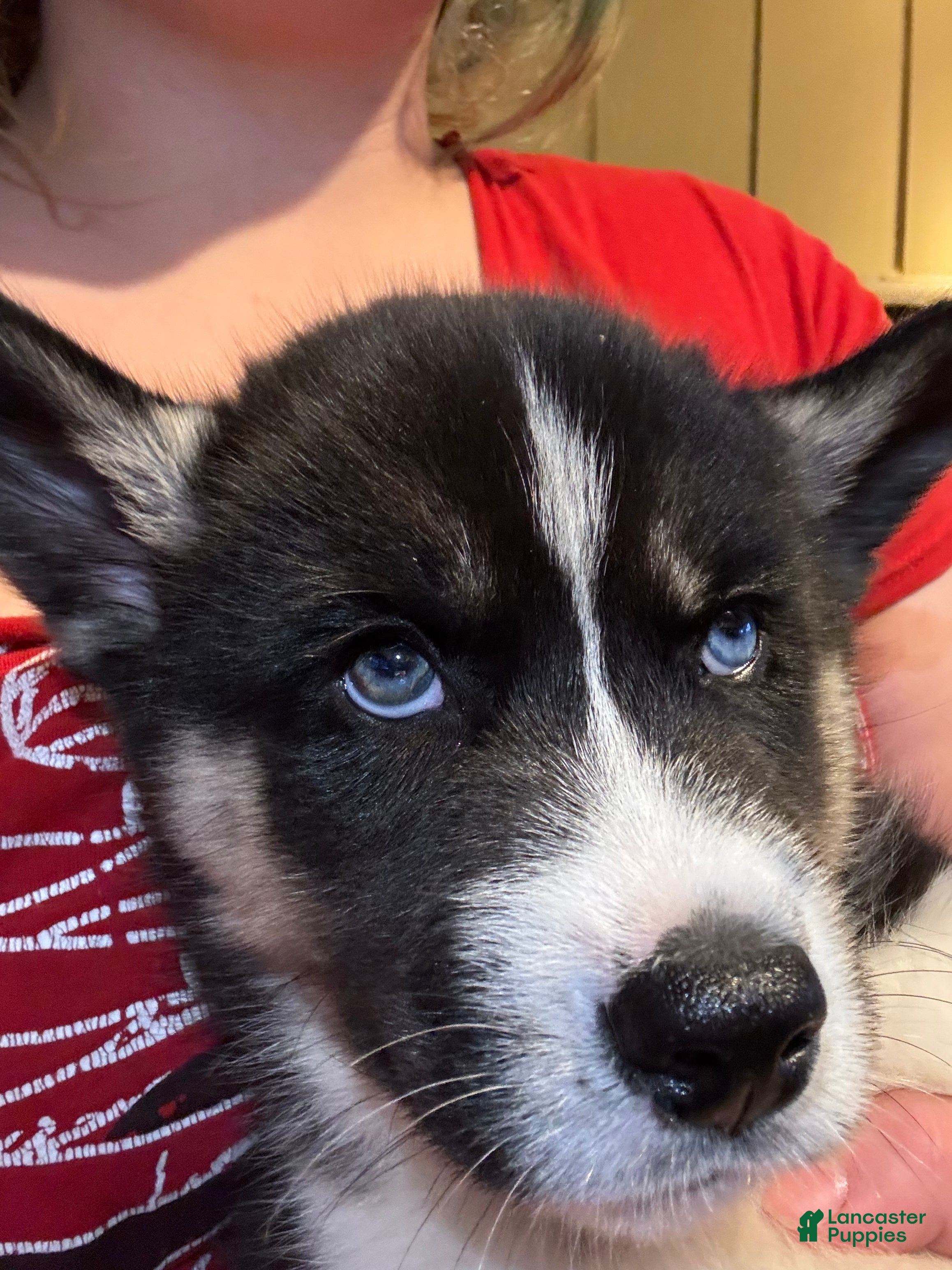 Siberian Husky dogs Chaos  - Ad 7