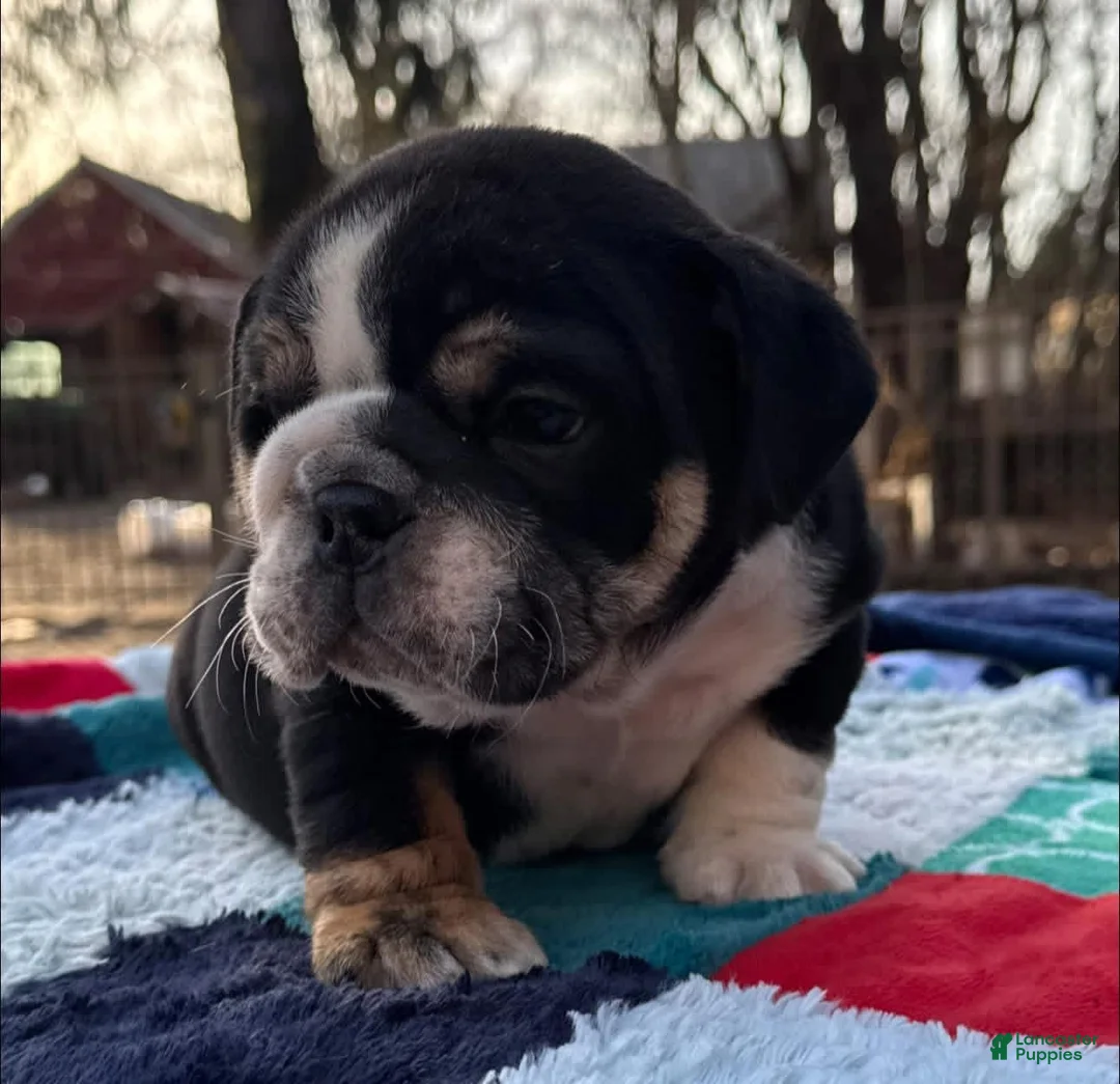 English Bulldog dogs for sale: Charmer - Ad 2