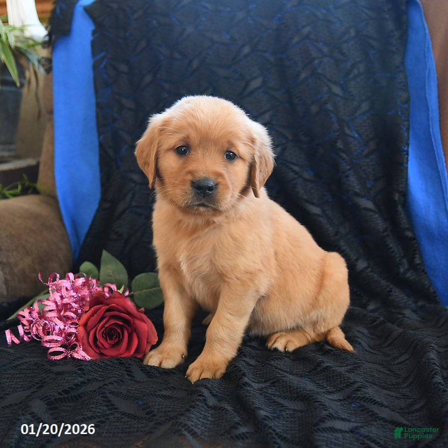 Golden Retriever dogs Julie   - Ad 2