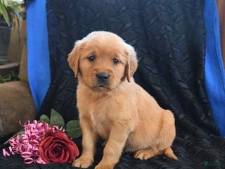 Golden Retriever dogs Julie - Ad 17