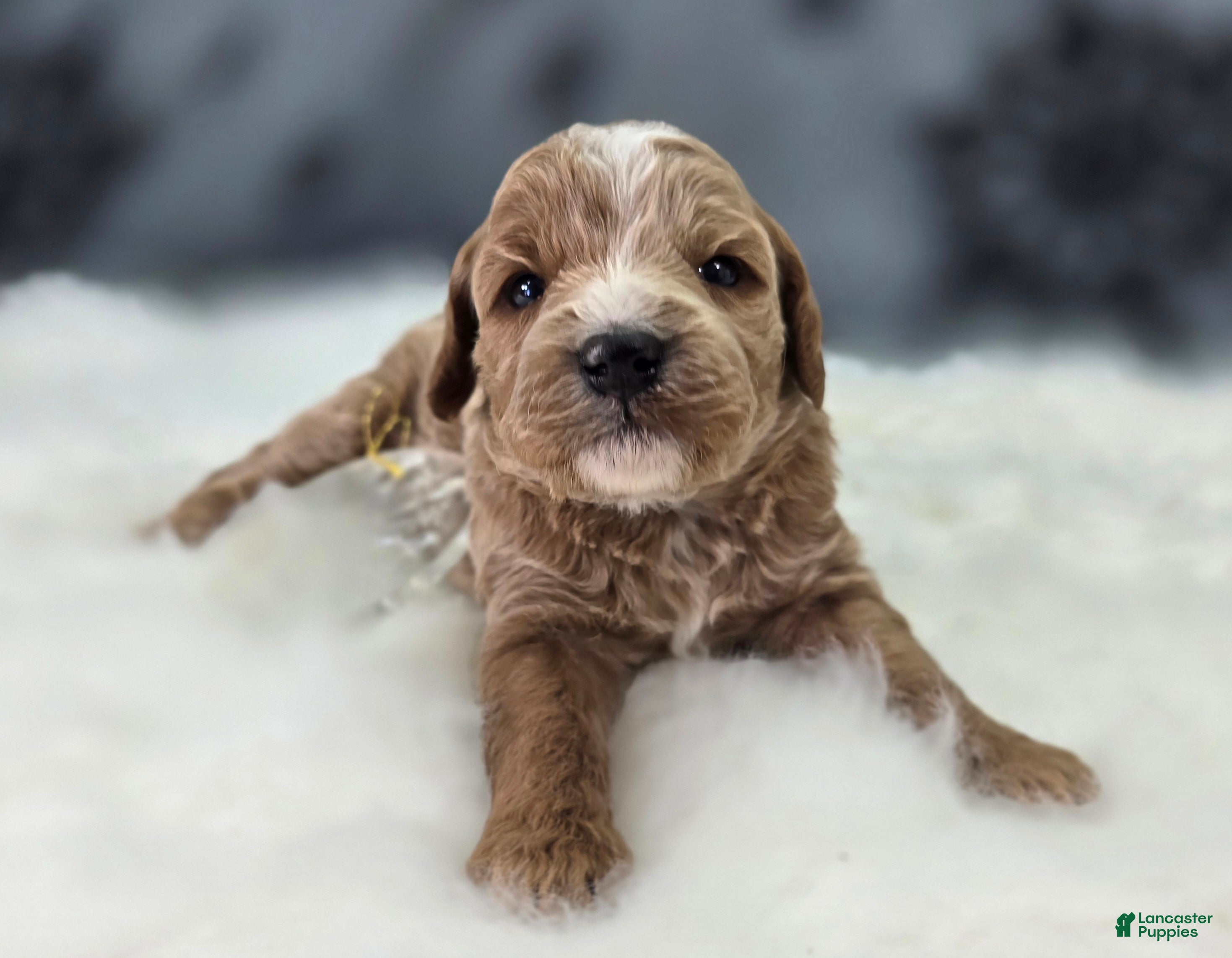 Cavapoo dogs Snowflake - Ad 9