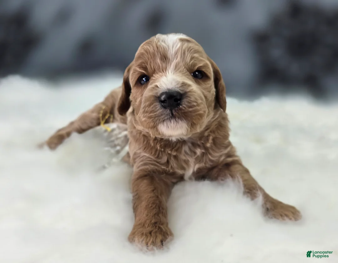Cavapoo dogs for sale: Snowflake - Ad 1