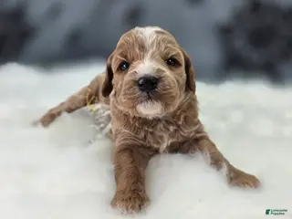 Cavapoo dogs Snowflake - Ad 9