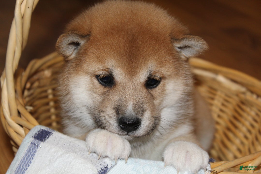 Shiba Inu dogs for sale: Ty - Ad 2