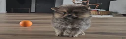 Pomeranian dogs for sale: Pomeranian Puppy 2 - Ad 3
