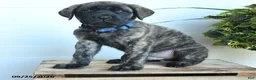 English Mastiff dogs for sale: Frances - Ad 4