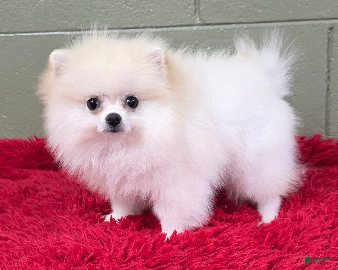 Pomeranian dogs for sale: Pomeranian Puppy 1 - Ad 7