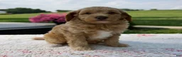 Aussiedoodle dogs for sale: Annie - Ad 2