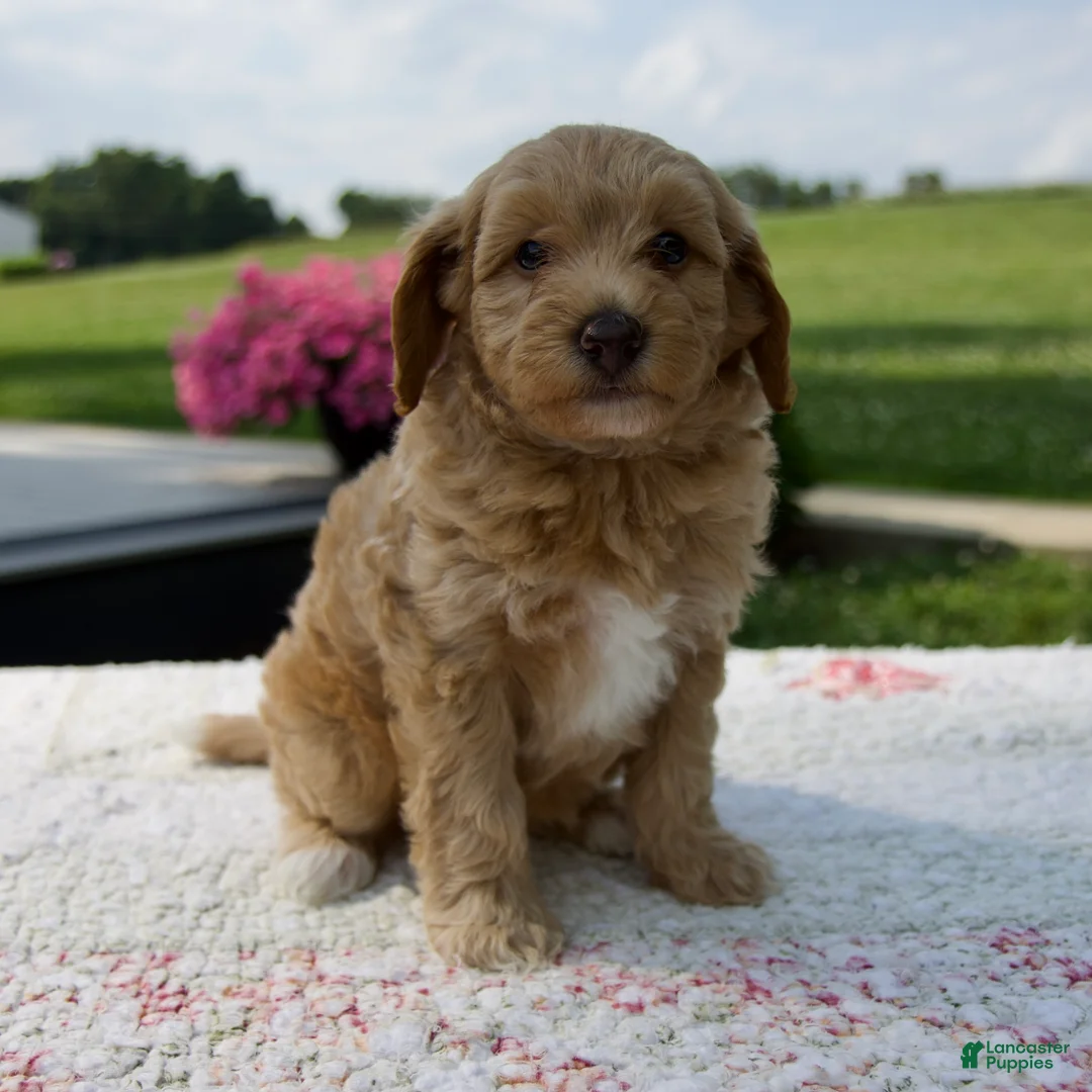 Aussiedoodle dogs for sale: Annie - Ad 2