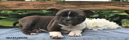 Boston Terrier dogs for sale: Jack  - Ad 1