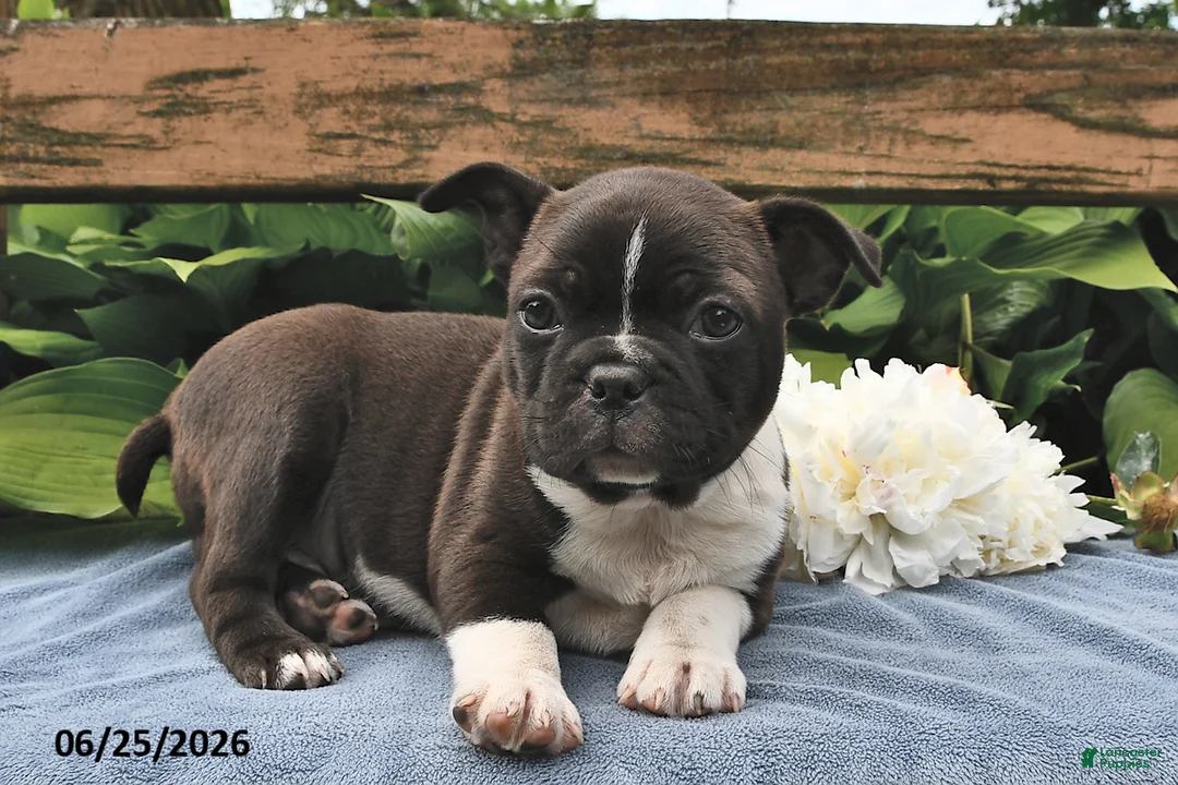 Boston Terrier dogs for sale: Jack  - Ad 1