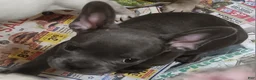French Bulldog dogs for sale: Blake - Ad 1