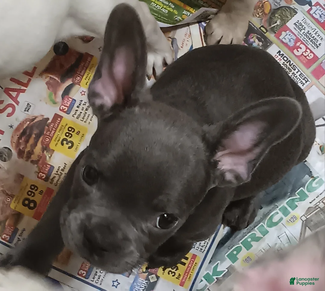 French Bulldog dogs for sale: Blake - Ad 1