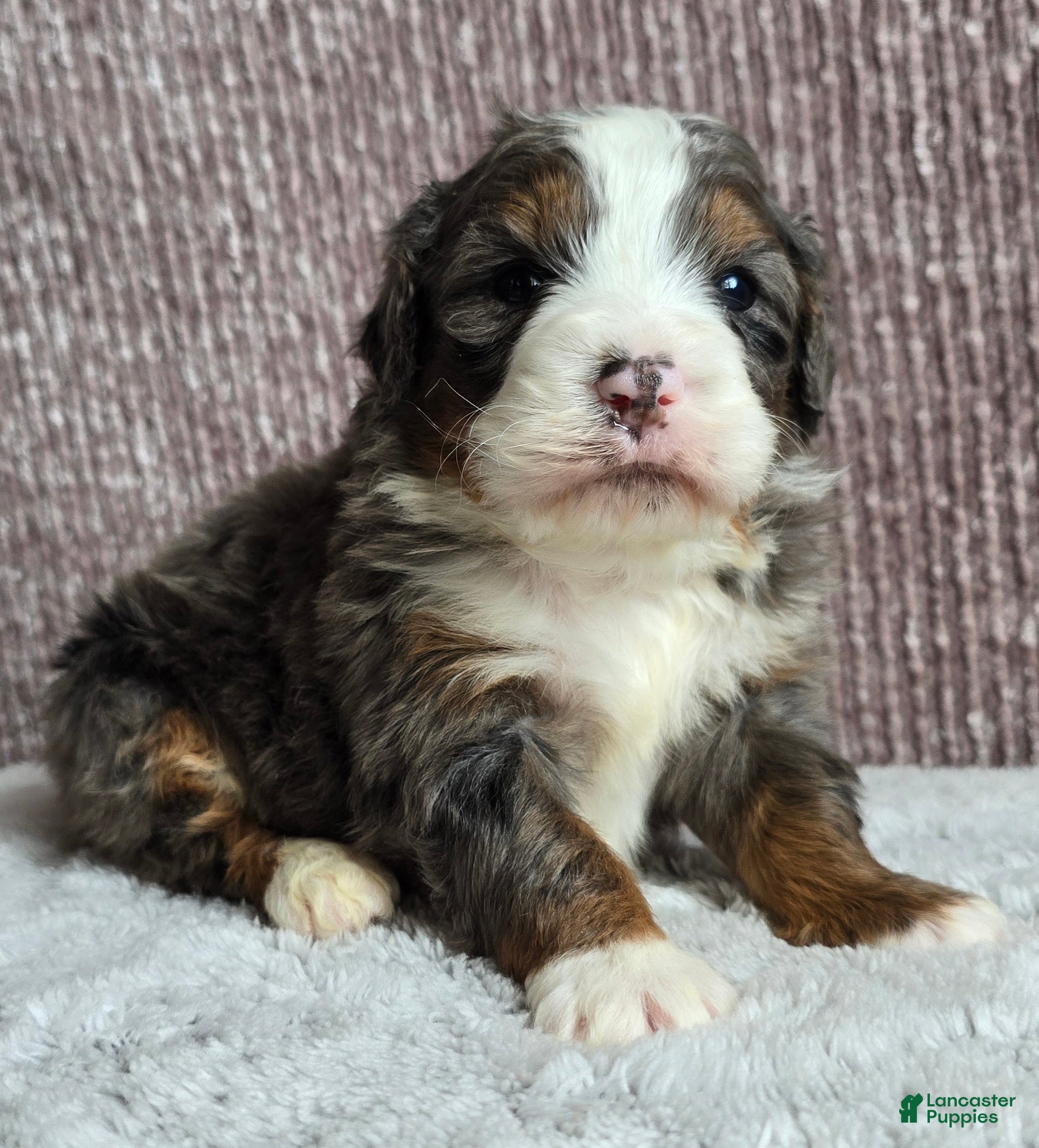 Mini Bernedoodle dogs Mini Ollie - Ad 4