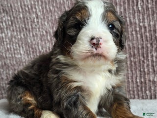 Mini Bernedoodle dogs Mini Ollie - Ad 4