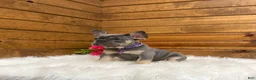 French Bulldog dogs for sale: Ellie - Ad 4