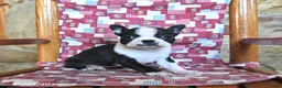 Boston Terrier dogs for sale: Cannoli - Ad 1