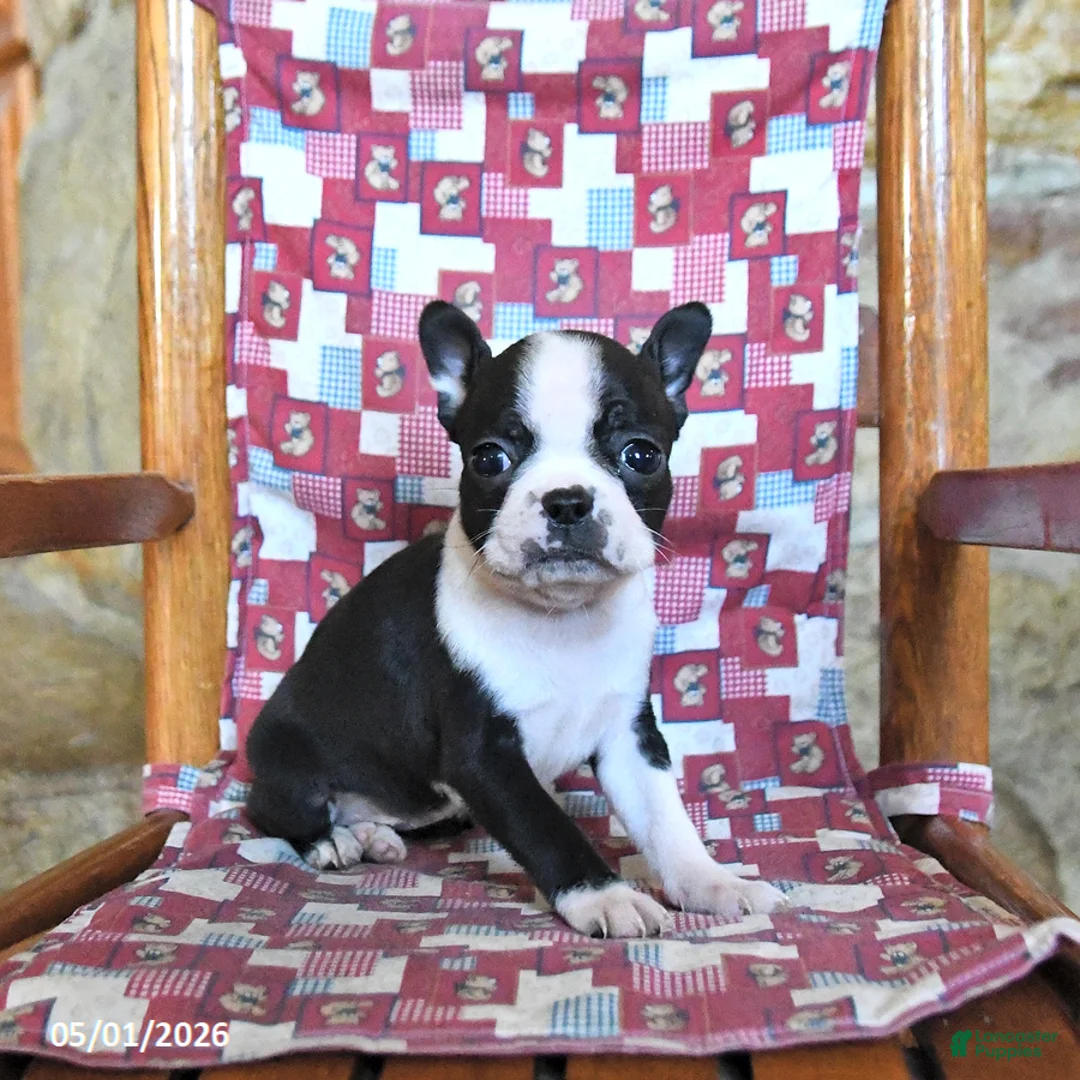 Boston Terrier dogs for sale: Cannoli - Ad 1