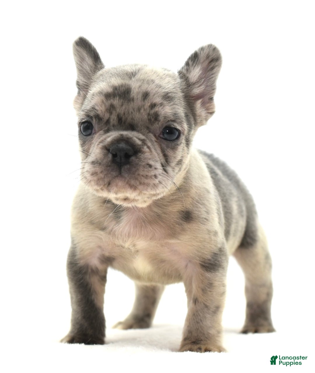 Mixed Breed dogs for sale: Hollywood merle blue  - Ad 16