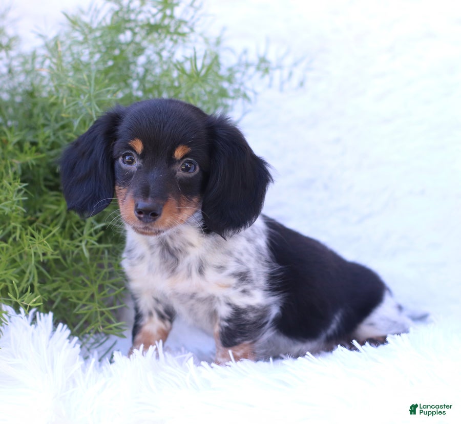 Miniature Dachshund dogs for sale: Sebastian - Ad 1