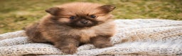 Pomeranian dogs for sale: Bennet - Ad 1