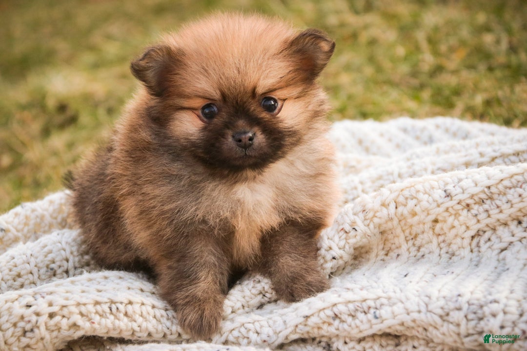 Pomeranian dogs for sale: Bennet - Ad 1