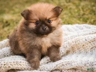 Pomeranian dogs Bennet - Ad 9