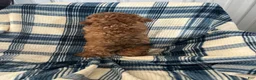 Shihpoo dogs for sale: Shihpoo MICKEY-BOY - Ad 7