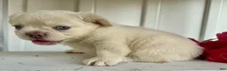 French Bulldog dogs for sale: Trevor - Ad 4