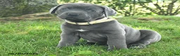 Cane Corso dogs for sale: Ribbon - Ad 4