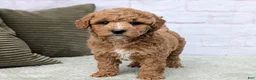 Mini Goldendoodle dogs for sale: Lanie  - Ad 5