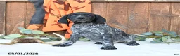 German Shorthaired Pointer dogs for sale: Midnight - Ad 2