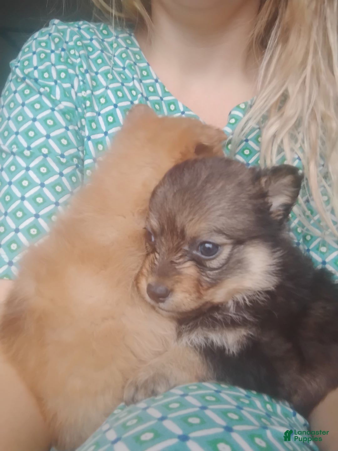 Pomsky dogs for sale: Pomsky Puppy 1 - Ad 4