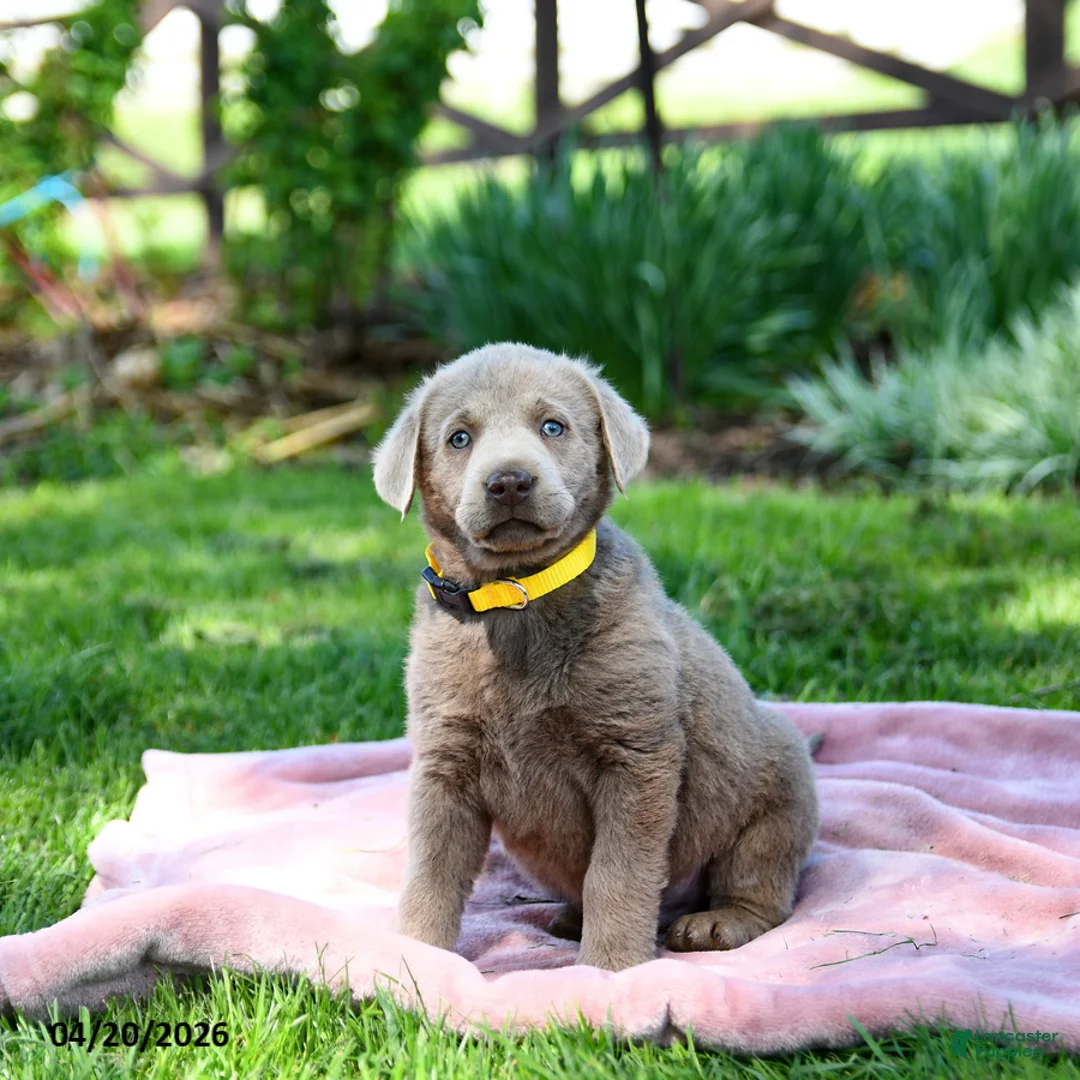 Labrador Retriever dogs for sale: Ezra - Ad 2