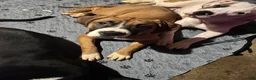 Mixed Breed dogs for sale: Mixed Breed 8 - Ad 2