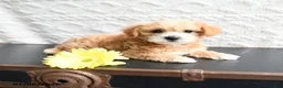 Mixed Breed dogs for sale: Kaitlyn - Ad 2