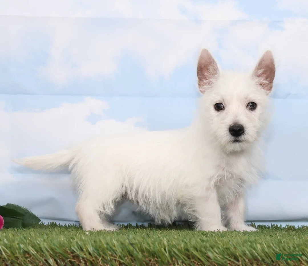 West Highland Terrier dogs for sale: Cookie - Ad 2